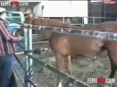 A big stallion attacks a perverted whore from behind, destroying her cunt with a giant cock